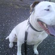 Amerikansk bulldog Freja