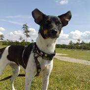 Dansk svensk gaardhund Tjørnely's Luna