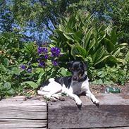 Dansk svensk gaardhund Tjørnely's Luna