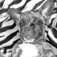 Blanding af racer aicha