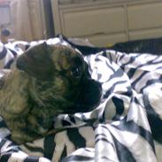 Blanding af racer aicha