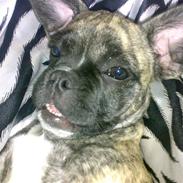 Blanding af racer aicha