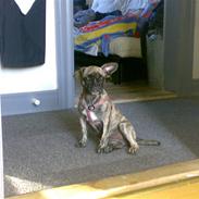 Blanding af racer aicha