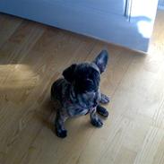 Blanding af racer aicha