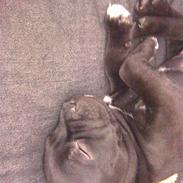 Staffordshire bull terrier Bandit