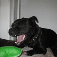 Staffordshire bull terrier Bandit