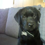 Labrador retriever Max