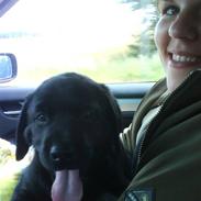 Labrador retriever Max