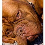 Dogue de bordeaux White-Bull-Dog Van Damh