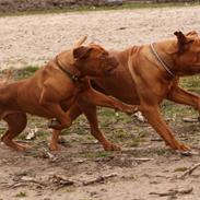 Dogue de bordeaux White-Bull-Dog Van Damh