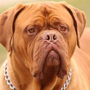 Dogue de bordeaux White-Bull-Dog Van Damh