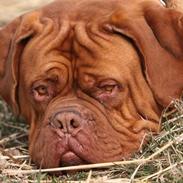 Dogue de bordeaux White-Bull-Dog Van Damh