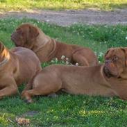 Dogue de bordeaux White-Bull-Dog Van Damh