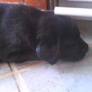 Labrador retriever Balder *KØRT NED :'(*