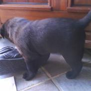 Labrador retriever Balder *KØRT NED :'(*