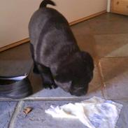 Labrador retriever Balder *KØRT NED :'(*