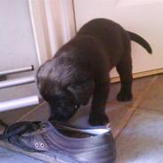 Labrador retriever Balder *KØRT NED :'(*