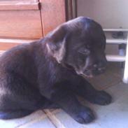 Labrador retriever Balder *KØRT NED :'(*