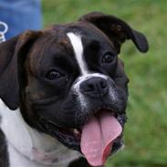 Boxer Von Drekise Stachy R.I.P