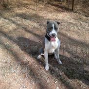 Amerikansk staffordshire terrier Kela
