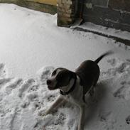 Amerikansk staffordshire terrier Kela
