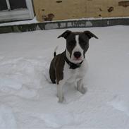 Amerikansk staffordshire terrier Kela