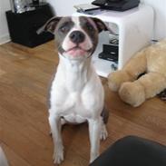 Amerikansk staffordshire terrier Kela