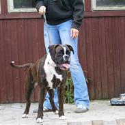 Boxer Von Drekise Stachy R.I.P
