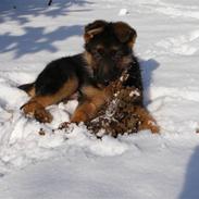 Schæferhund Alderlyst Valar