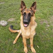 Schæferhund Alderlyst Valar