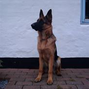 Schæferhund Alderlyst Valar