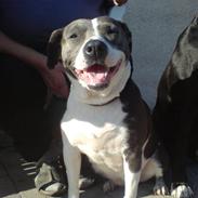 Amerikansk staffordshire terrier phoebe