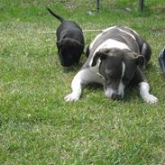 Amerikansk staffordshire terrier phoebe