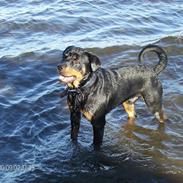 Rottweiler Back-Up (himmelhund) , *2009~2016* R.I.P