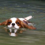 Cavalier king charles spaniel Naja