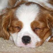 Cavalier king charles spaniel Naja