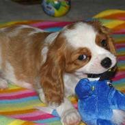 Cavalier king charles spaniel Naja