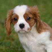 Cavalier king charles spaniel Naja