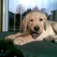 Labrador retriever molly