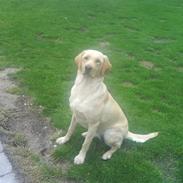 Labrador retriever molly