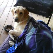 Labrador retriever molly