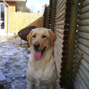 Labrador retriever molly