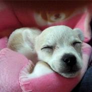 Chihuahua Mollie