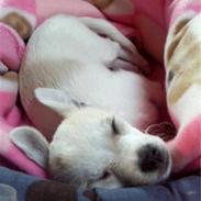 Chihuahua Mollie