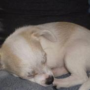 Chihuahua Mollie