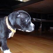 Amerikansk staffordshire terrier kikko