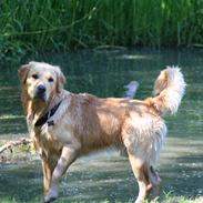 Golden retriever Spike
