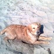 Golden retriever Spike