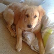 Golden retriever Spike