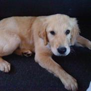 Golden retriever Spike